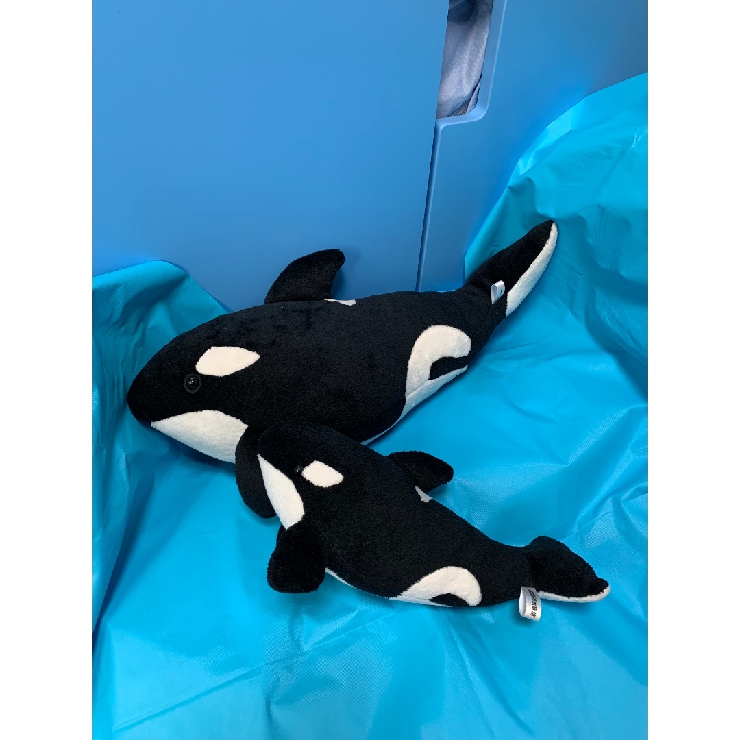 お値下げ致しました⁺˳✧༚名古屋港水族館シャチのクーちゃん₊⁎⁎ ☆-