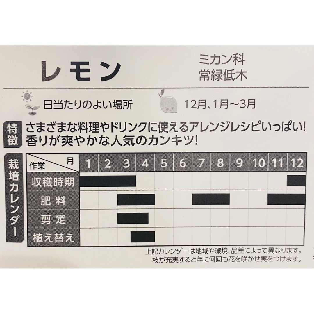 レモン挿し木苗　マイヤー　自宅完全無農薬　ネコポス発送 ハンドメイドのフラワー/ガーデン(その他)の商品写真