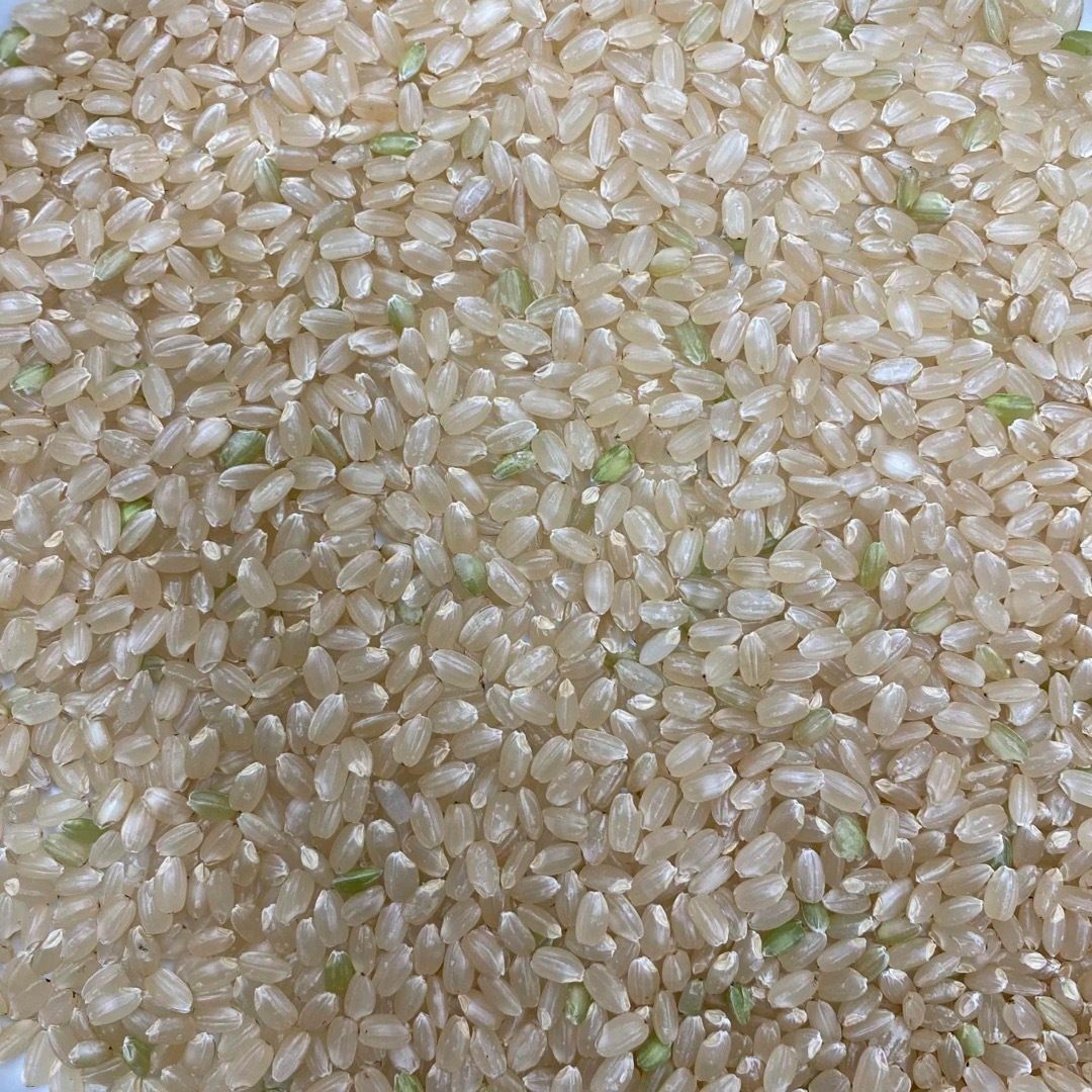 ヒノヒカリ産年玄米 ひのひかり25kg 1等米 厳選米 令和4年 福岡県産 お米 安い 新米