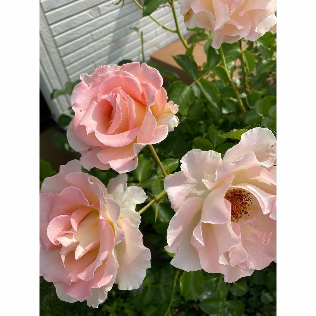 つる薔薇　ロココ　挿し穂2本　アプリコット色 ハンドメイドのフラワー/ガーデン(その他)の商品写真