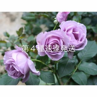 バラ苗　超希少　薔薇　蕾付き