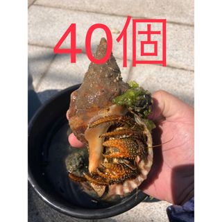 石鯛　イシガキダイに！冷凍ヤドカリ40匹(殻付き)釣り餌(その他)