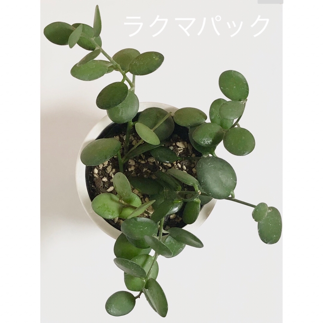 多肉植物 グリーンドラム 緑の太鼓 抜き苗 ハンドメイドのフラワー/ガーデン(その他)の商品写真