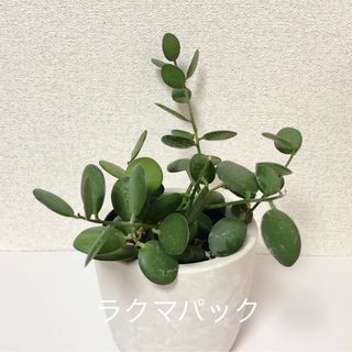 多肉植物 グリーンドラム 緑の太鼓 抜き苗(その他)