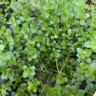 水草 グリーンロタラ 20本(アクアリウム)