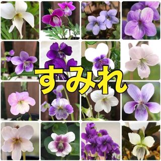 花の種 スミレ種  ⚠️希少品種多数⚠️すみれ 菫 花の種 宿根草 多年草(その他)