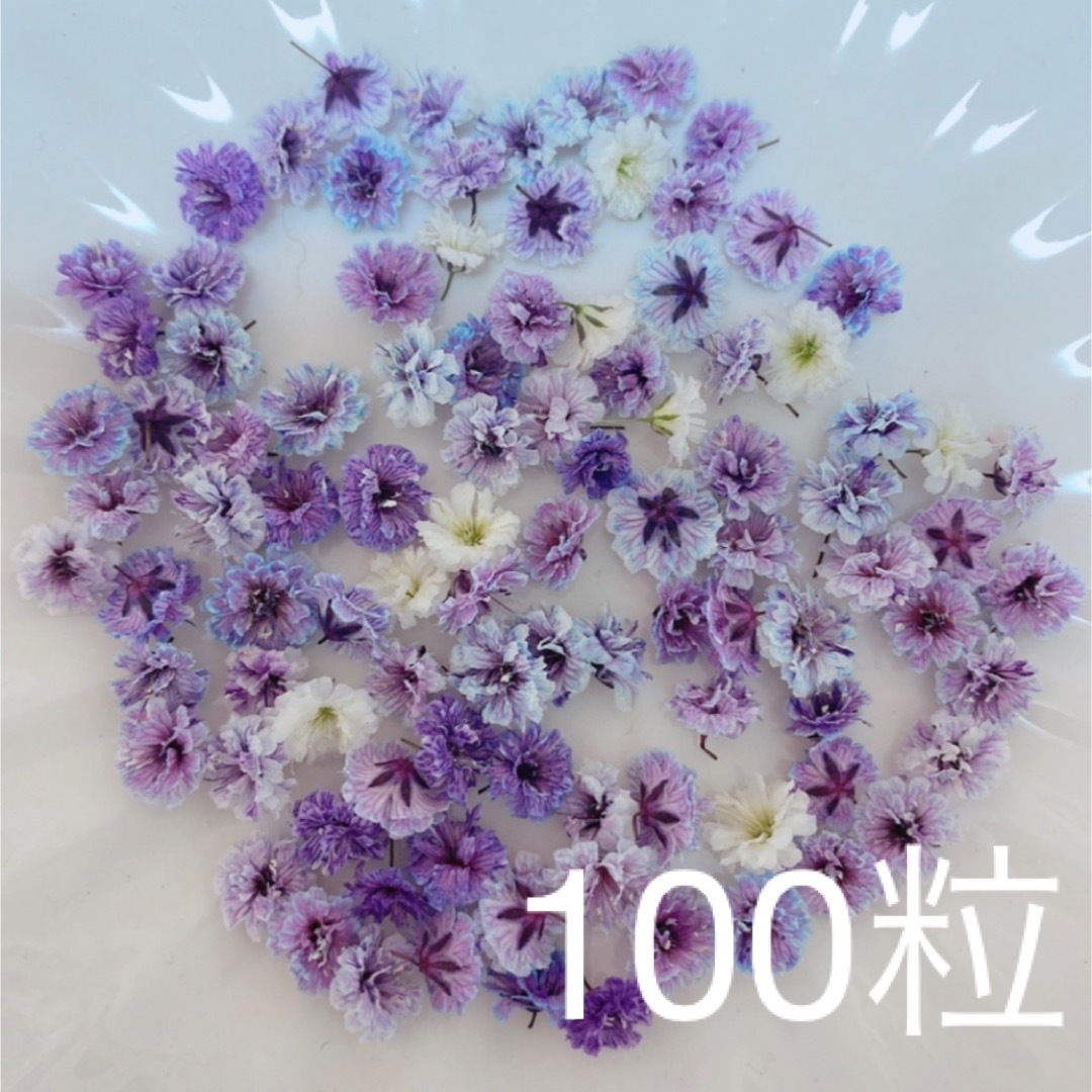 パープル系 かすみ草ドライフラワー100粒 ハンドメイドのフラワー/ガーデン(ドライフラワー)の商品写真