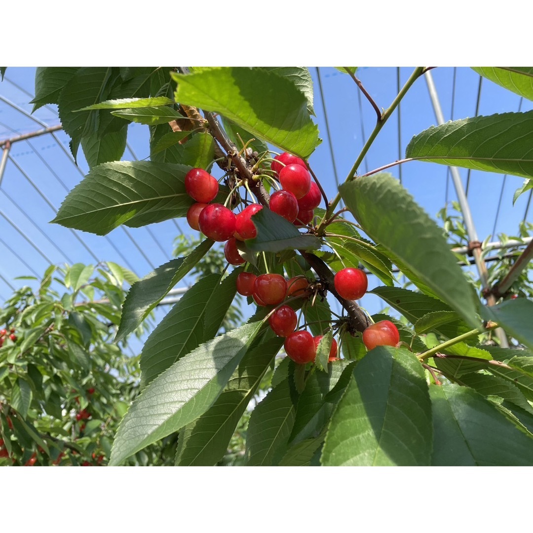 7月7日迄！一粒極上の贅沢：朝摘み新鮮　紅秀峰さくらんぼ1kg - 2L特秀品 食品/飲料/酒の食品(フルーツ)の商品写真