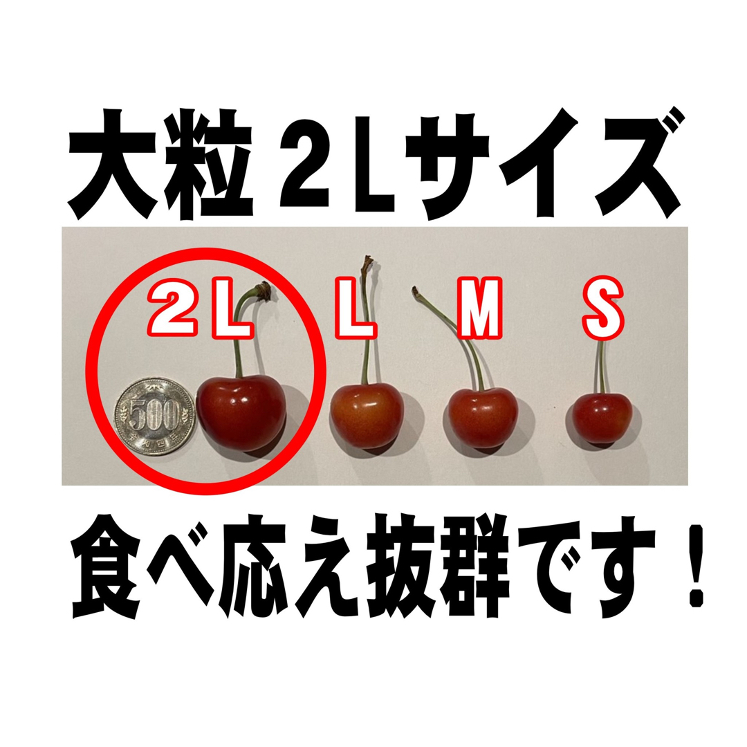 7月7日迄！一粒極上の贅沢：朝摘み新鮮　紅秀峰さくらんぼ1kg - 2L特秀品 食品/飲料/酒の食品(フルーツ)の商品写真