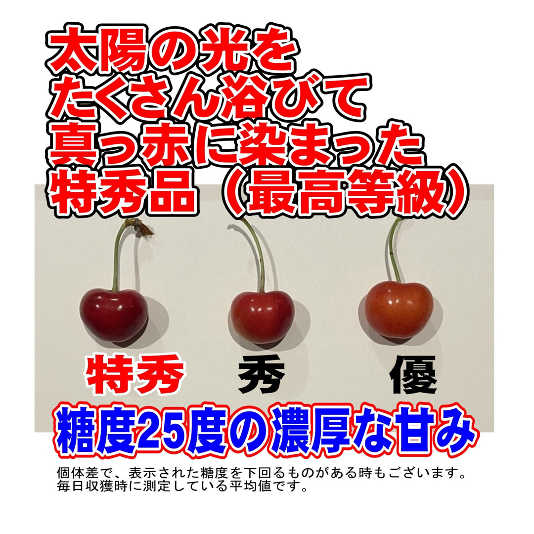 7月7日迄！一粒極上の贅沢：朝摘み新鮮　紅秀峰さくらんぼ1kg - 2L特秀品 食品/飲料/酒の食品(フルーツ)の商品写真