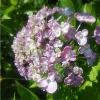 渦 紫陽花　おたふくあじさい　挿し木用　挿し穂 カット苗(その他)