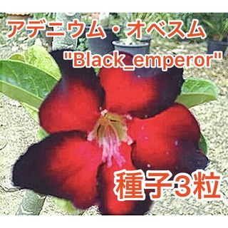 アデニウム・オベスム　"Black_emperor"  種子３粒(その他)