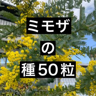 ミモザの種　50粒(ドライフラワー)