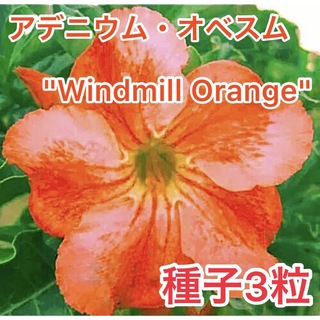 アデニウム・オベスム "Windmill Orange" 種子３粒(その他)