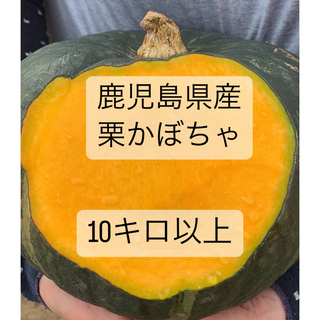 鹿児島県産　栗天下10キロ(野菜)