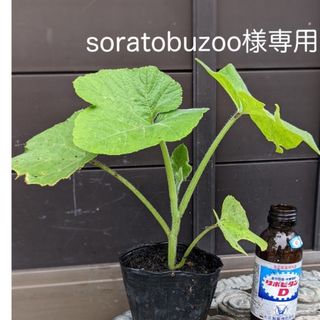 soratobuzoo様専用　　ズッキーニのようなカボチャ　野菜苗　2苗(野菜)