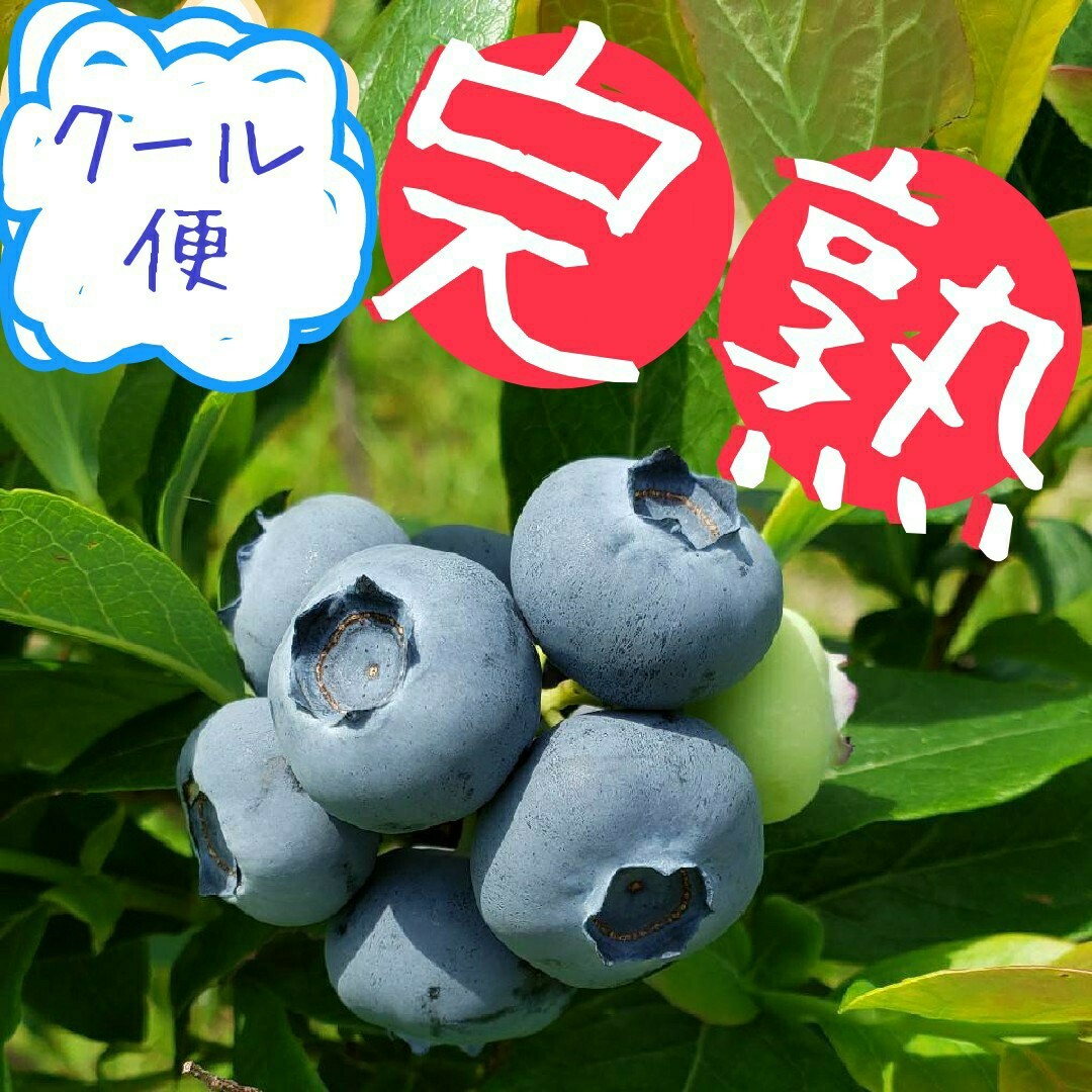 限定価格！　完熟　生ブルーベリー【L〜2L】900g(180g✕5p) 食品/飲料/酒の食品(フルーツ)の商品写真