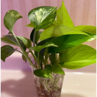 観葉植物　ポトス2種　全部(その他)