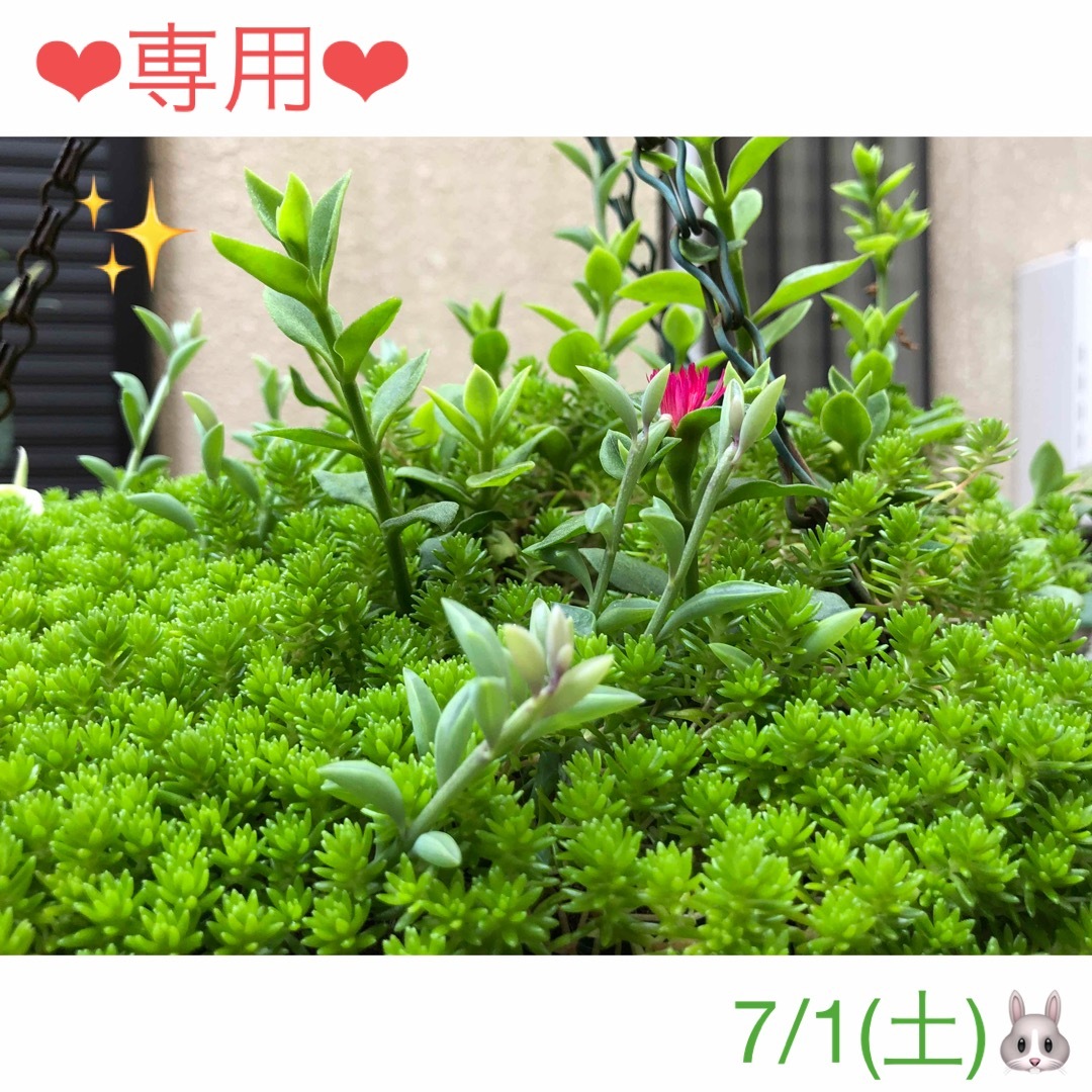 専用❤︎多肉植物❤︎お任せ❤︎抜き苗カット苗♪ ハンドメイドのフラワー/ガーデン(その他)の商品写真