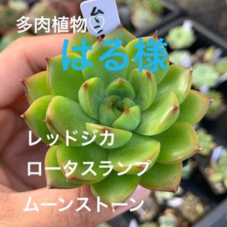 多肉植物♡ムーンストーン　ぬき苗(その他)