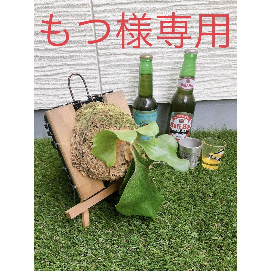 もつ様専用　★壁掛けビカクシダ★ 原種 エレフェントティス ※送料込み ハンドメイドのフラワー/ガーデン(その他)の商品写真