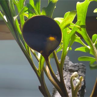 リドレイ 胞子 胞子培養 ビカクシダ コウモリラン 観葉植物(その他)