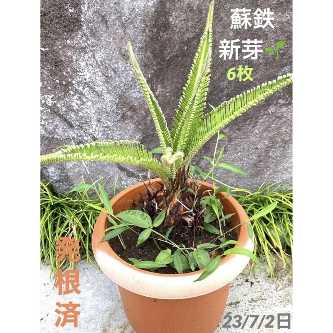 現品　蘇鉄　新芽　ソテツ　そてつ　観葉植物