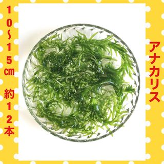 水草 アナカリス 無農薬(アクアリウム)