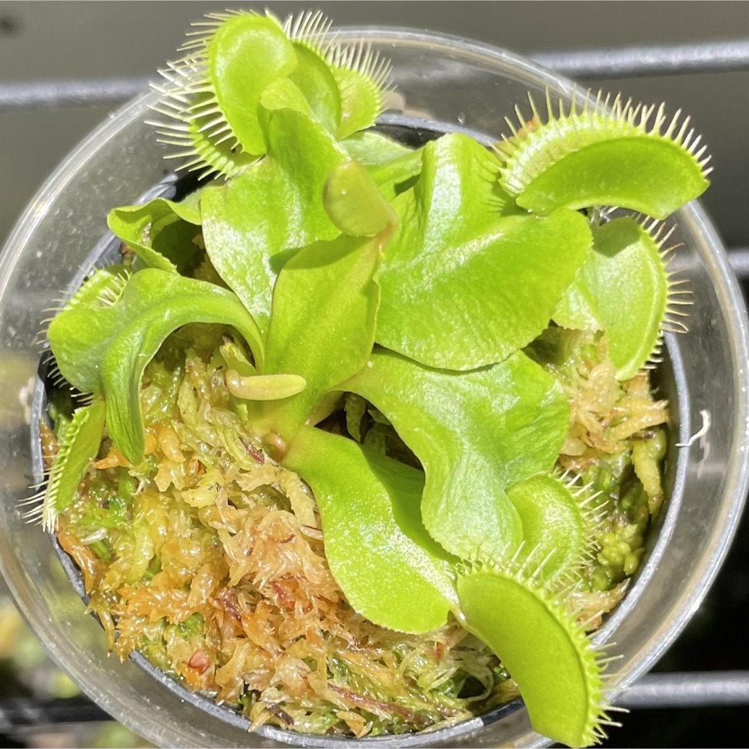 ハエトリグサ 食虫植物 ハエトリソウの通販 by クルル's shop|ラクマ