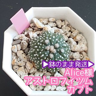 Alice様 アストロフィツム カブト(その他)