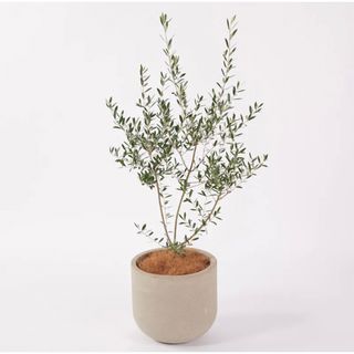 ムジルシリョウヒン(MUJI (無印良品))の無印良品　セメント鉢　鉢植え　ガーデニング(プランター)