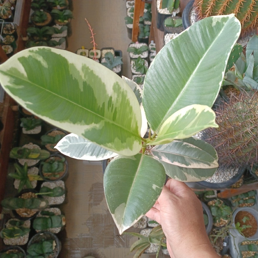 フィカス　ティネケ/ゴムの木/斑入り/観葉植物 ハンドメイドのフラワー/ガーデン(プランター)の商品写真