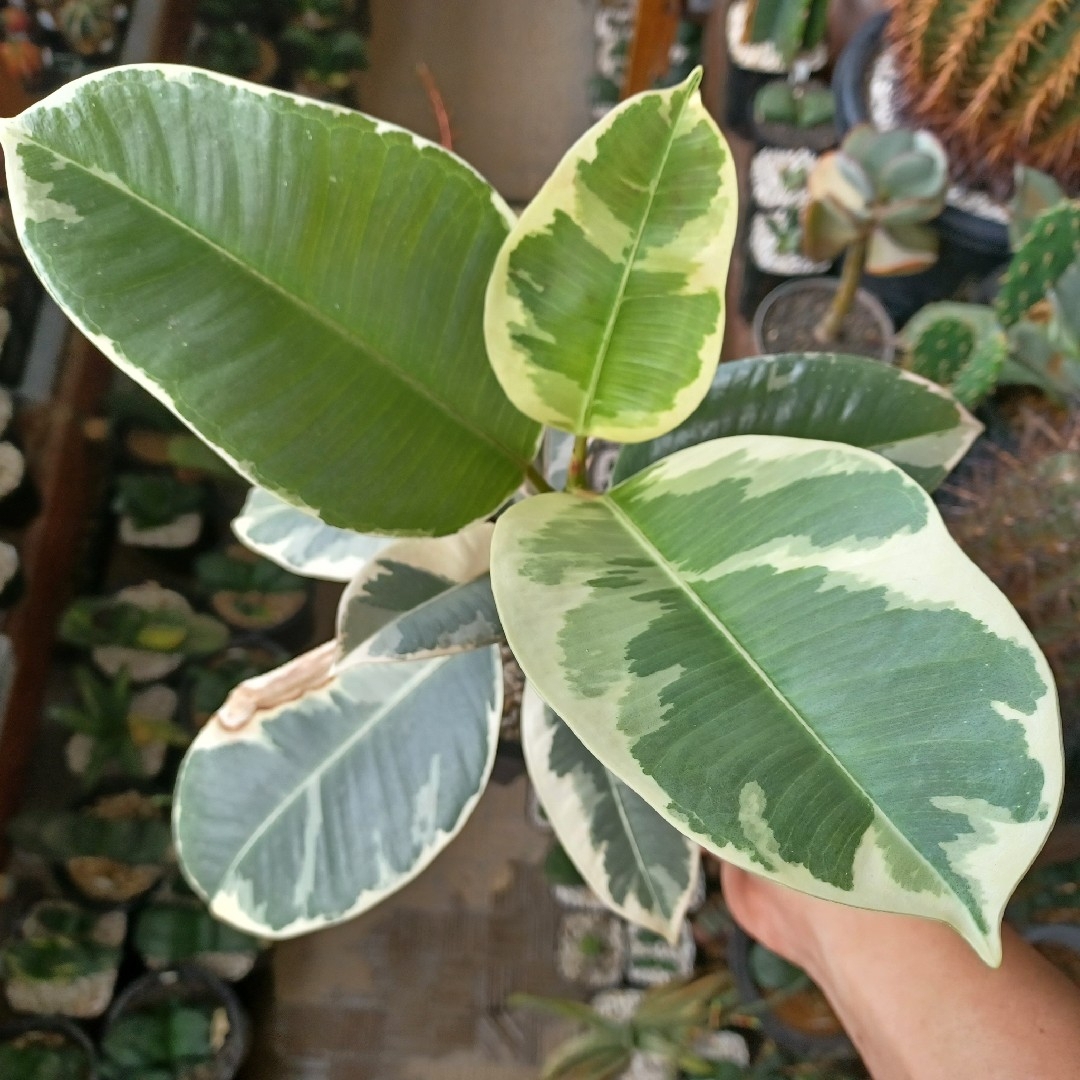 フィカス　ティネケ/ゴムの木/斑入り/観葉植物 ハンドメイドのフラワー/ガーデン(プランター)の商品写真