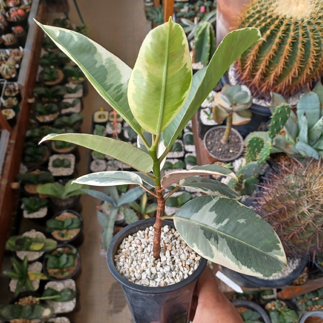 フィカス　ティネケ/ゴムの木/斑入り/観葉植物 ハンドメイドのフラワー/ガーデン(プランター)の商品写真