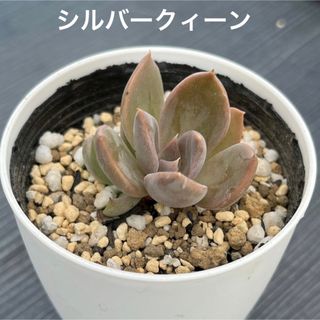 【シルバークイーン】★多肉植物★エケベリア★抜き苗★(その他)