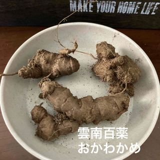 雲南百薬◇おかわかめ　根塊（種芋）(野菜)