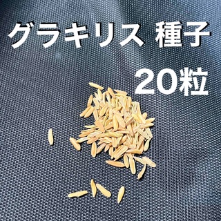 【匿名配送】パキポディウムグラキリス 種子 100粒＋α