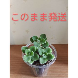 アロマティカス　多肉植物ゴキブ○効果だけじゃない！このまま発送　モフモフ(プランター)