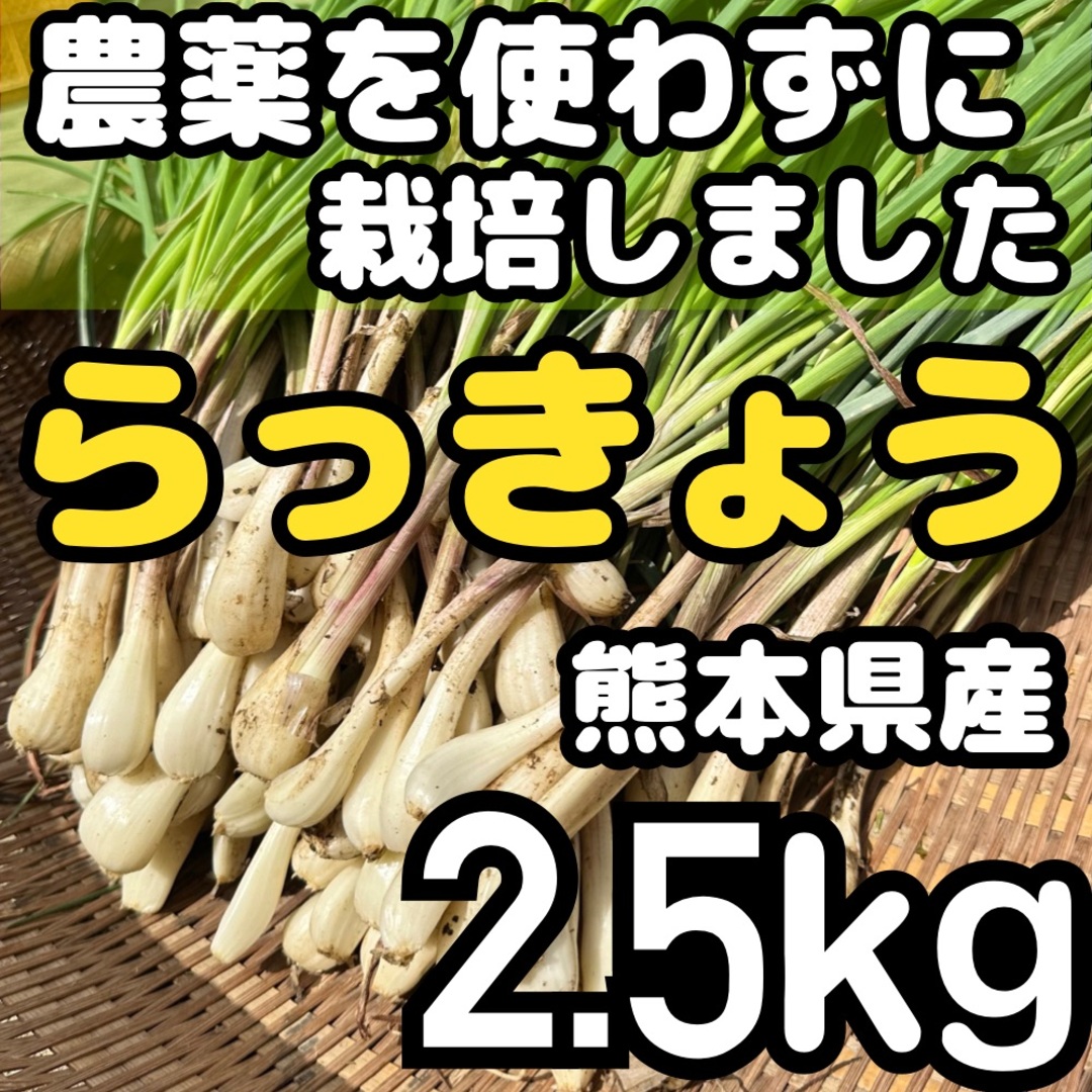 熊本県産 朝採り 新鮮らっきょう 2kg 農薬を使わずに栽培しました