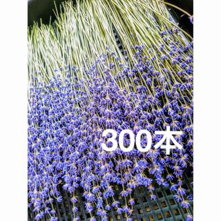 ラベンダードライフラワーおかむらさき300本➕α(ドライフラワー)