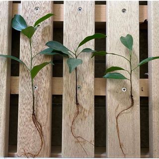 観葉植物「多幸の木」「幸せを呼ぶ木」ガジュマル　発根済　3本(その他)