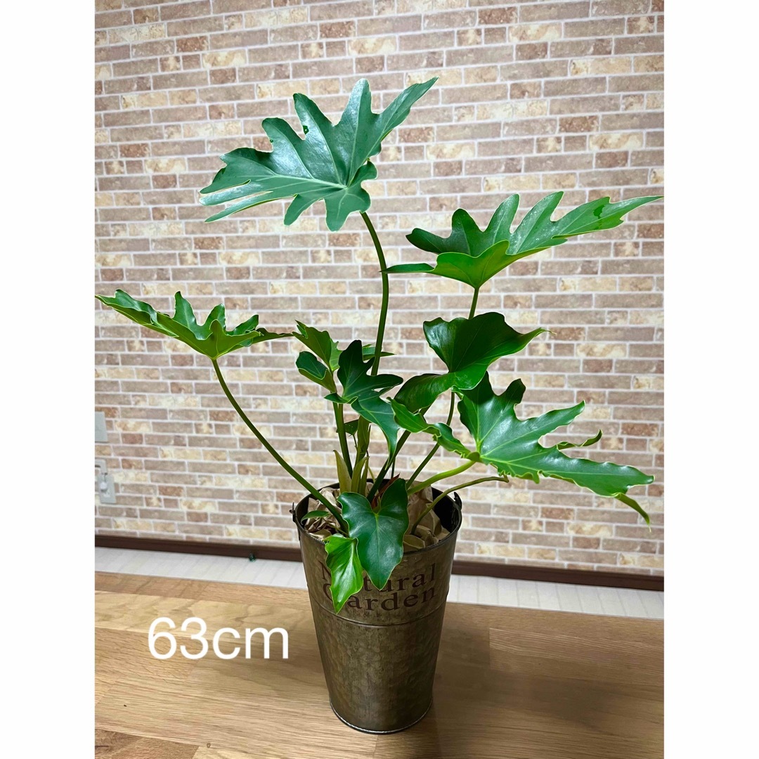 観葉植物　フィロデンドロン　セローム苗 ハンドメイドのフラワー/ガーデン(プランター)の商品写真