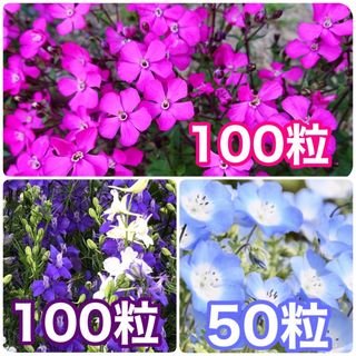 花の種　シレネ・ピンクパンサー　千鳥草　ネモフィラ・インシグニスブルー(その他)