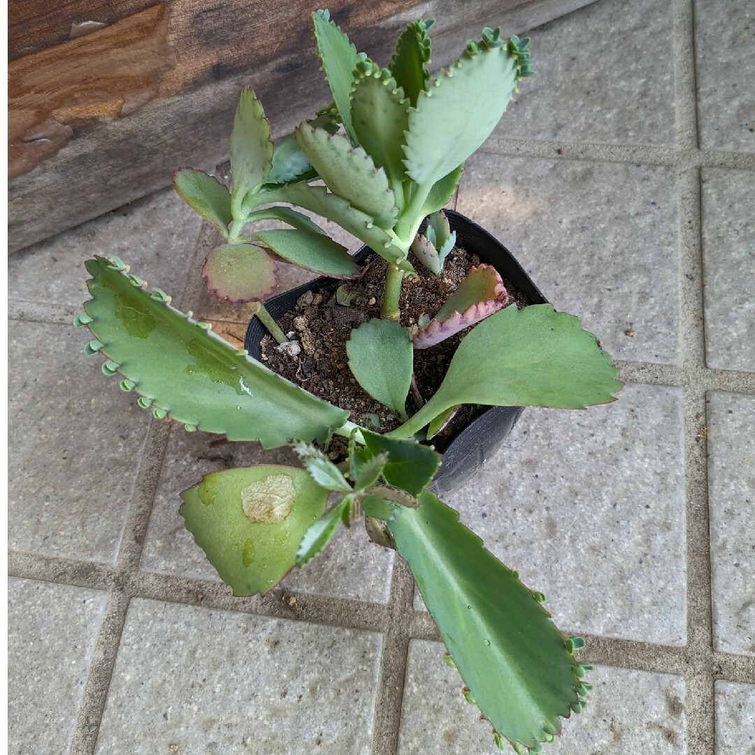 ☆大株☆子宝草☆多肉植物☆抜き苗☆