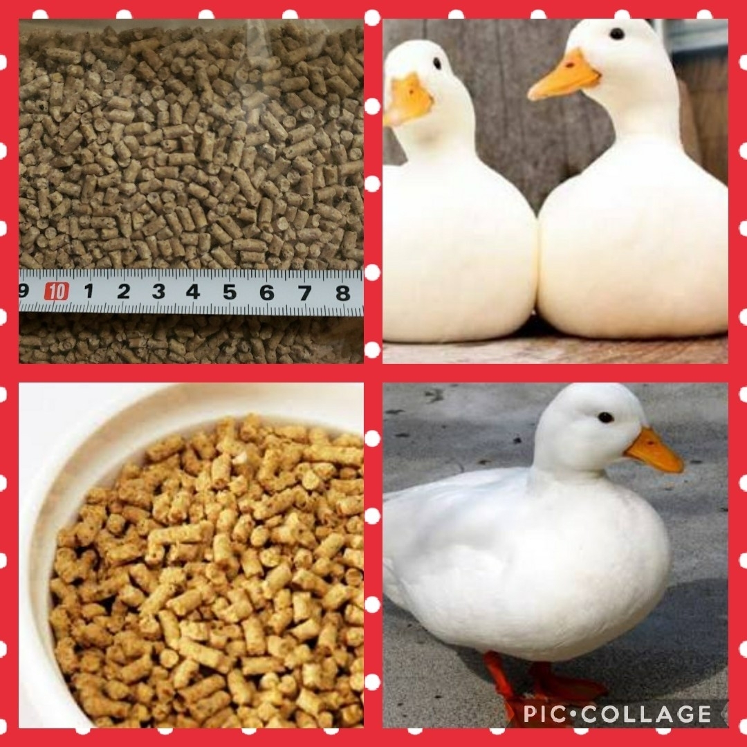 コールダック カモ類用専門フード4Kg(その他水鳥えさ) アヒル コールダック カモ類用専門フード4Kg(その他水鳥えさ) アヒル