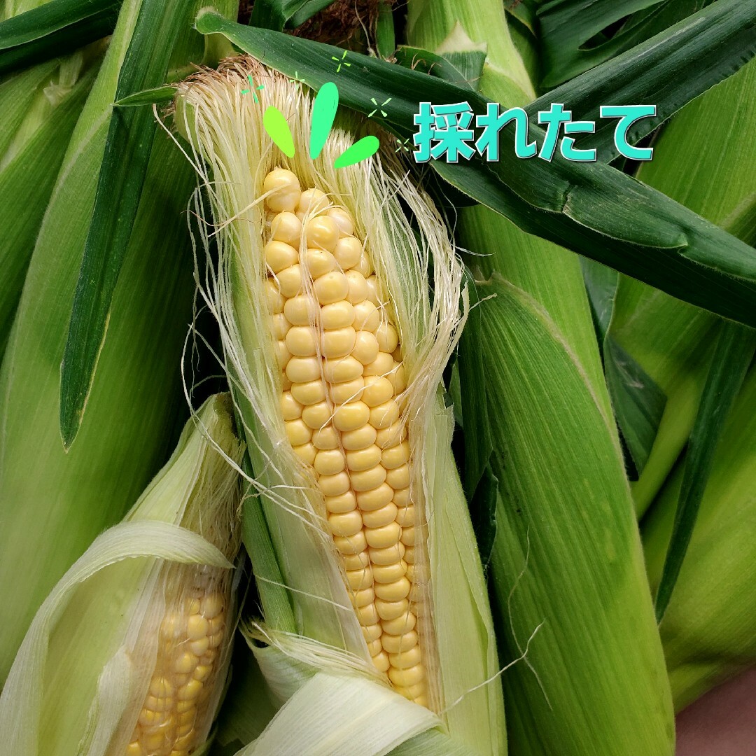 淡路島産とうもろこし🌽スイートコーン11本 食品/飲料/酒の食品(野菜)の商品写真