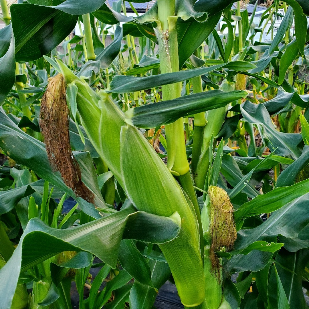 淡路島産とうもろこし🌽スイートコーン11本 食品/飲料/酒の食品(野菜)の商品写真