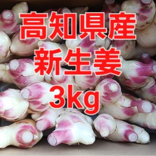 農家直送　高知県産新生姜　3kg(野菜)