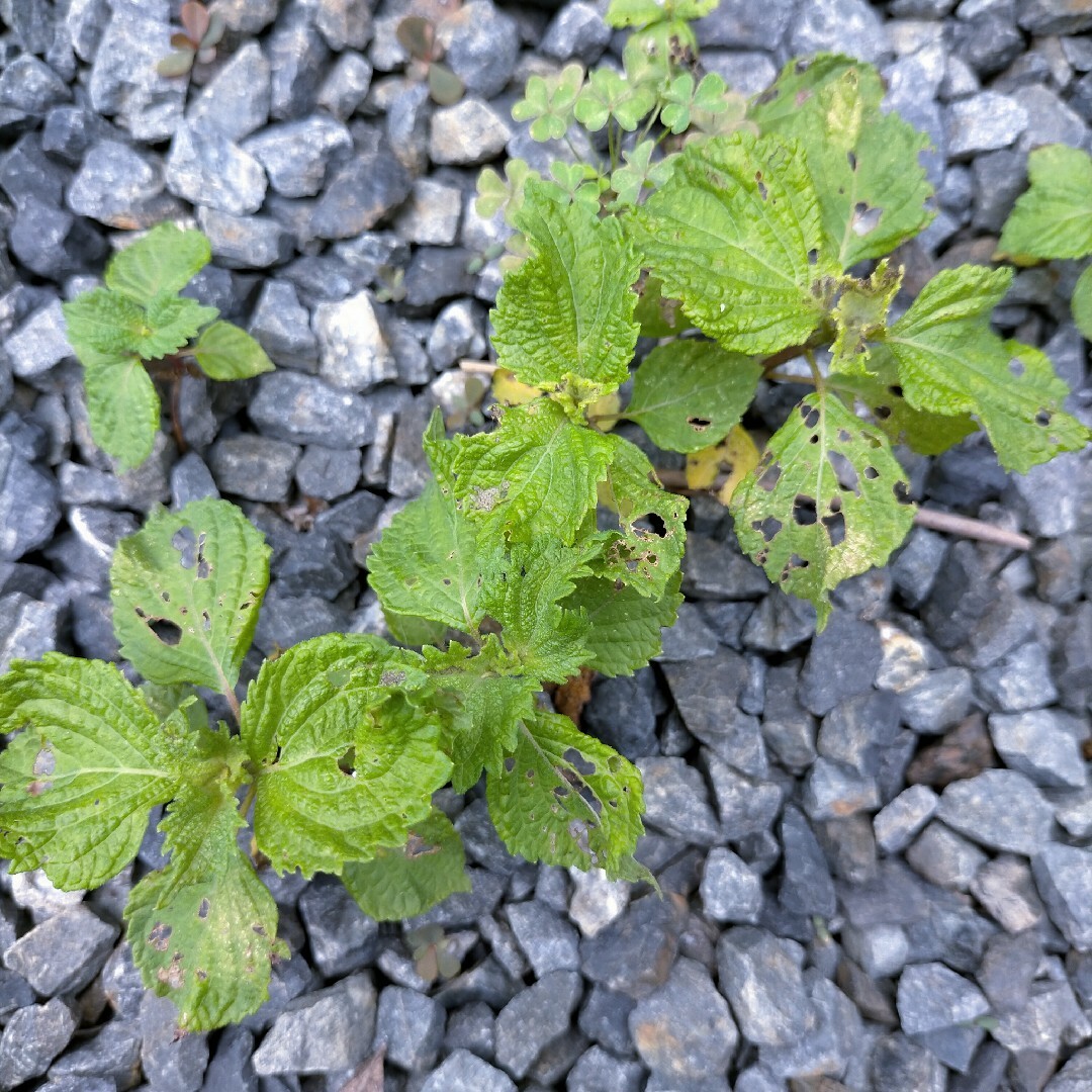 訳あり　無肥料無農薬　青じそ　大葉　抜き苗 食品/飲料/酒の食品(野菜)の商品写真