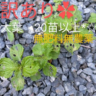 訳あり　無肥料無農薬　青じそ　大葉　抜き苗(野菜)